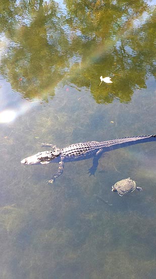 Textures: Alligator, leaf,, and turtle on the surface, with fish below.