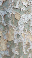 Closeup of birch bark