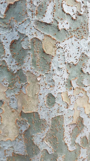 Close-up of birch bark