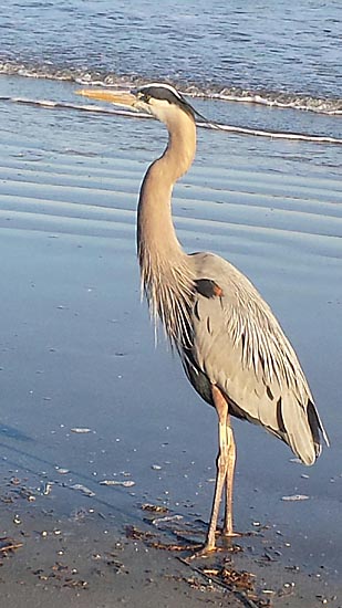 Beach Buddy: Handsome Fellow