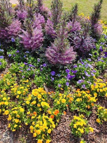 Colorful flower garden