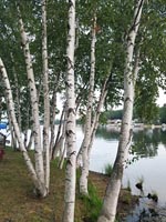 Birch trees on a riverbank