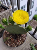 Yellow cactus flower