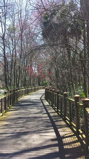 Down the Lane: my favorite bike path