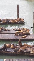 Sea lions