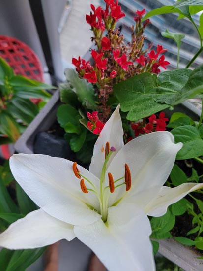 Gorgeous white lily