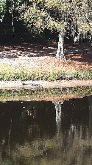 Fishing Alligator