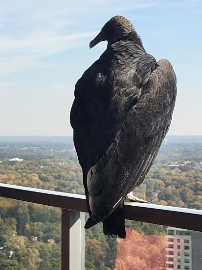 Buzzard on the railing