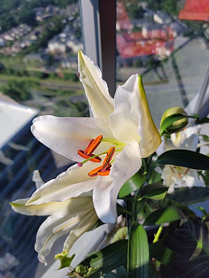 Closeup of a white daylily