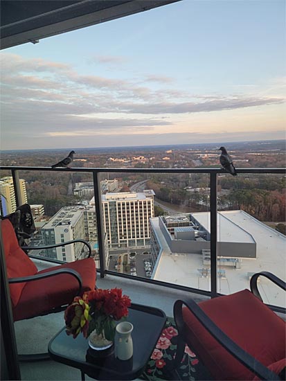 View from high rise balcony with two birds sitting on railing