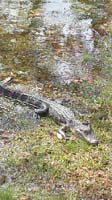 Island Native -- Alligator in the Sun