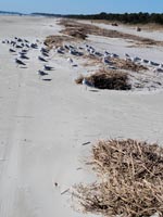 A flock of seagulls napping on a beach