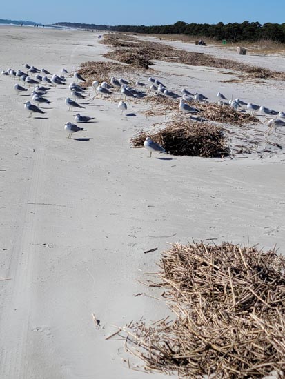 Flock of seagulls napping on a beach