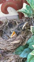 Spring - Baby Robins