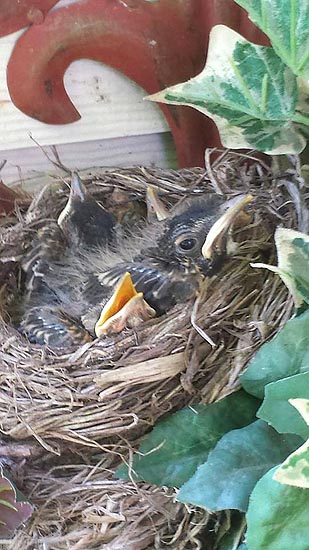 Baby Robins