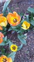 Springtime in Raleigh