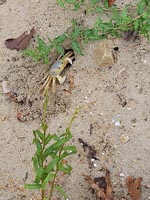 Cute crab and seaweed