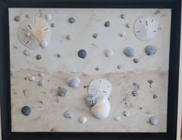 Framed collection of shells and sand dollars