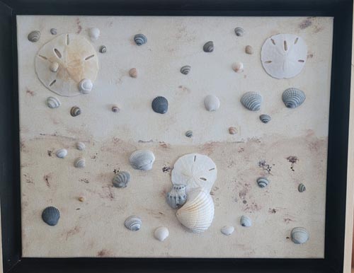 Framed collection of shells and sand dollars