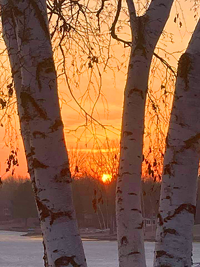 Sunset Birches