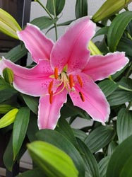 day lily in full bloom