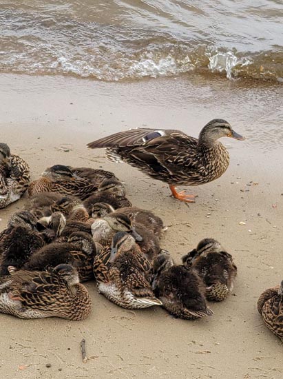Mama duck and ducklings
