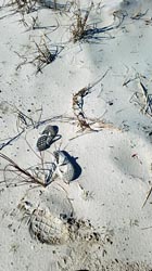 shoes in the sand